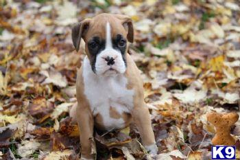 Boxer Puppies for Sale